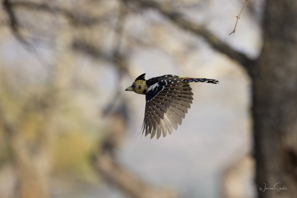 In Flight.jpg